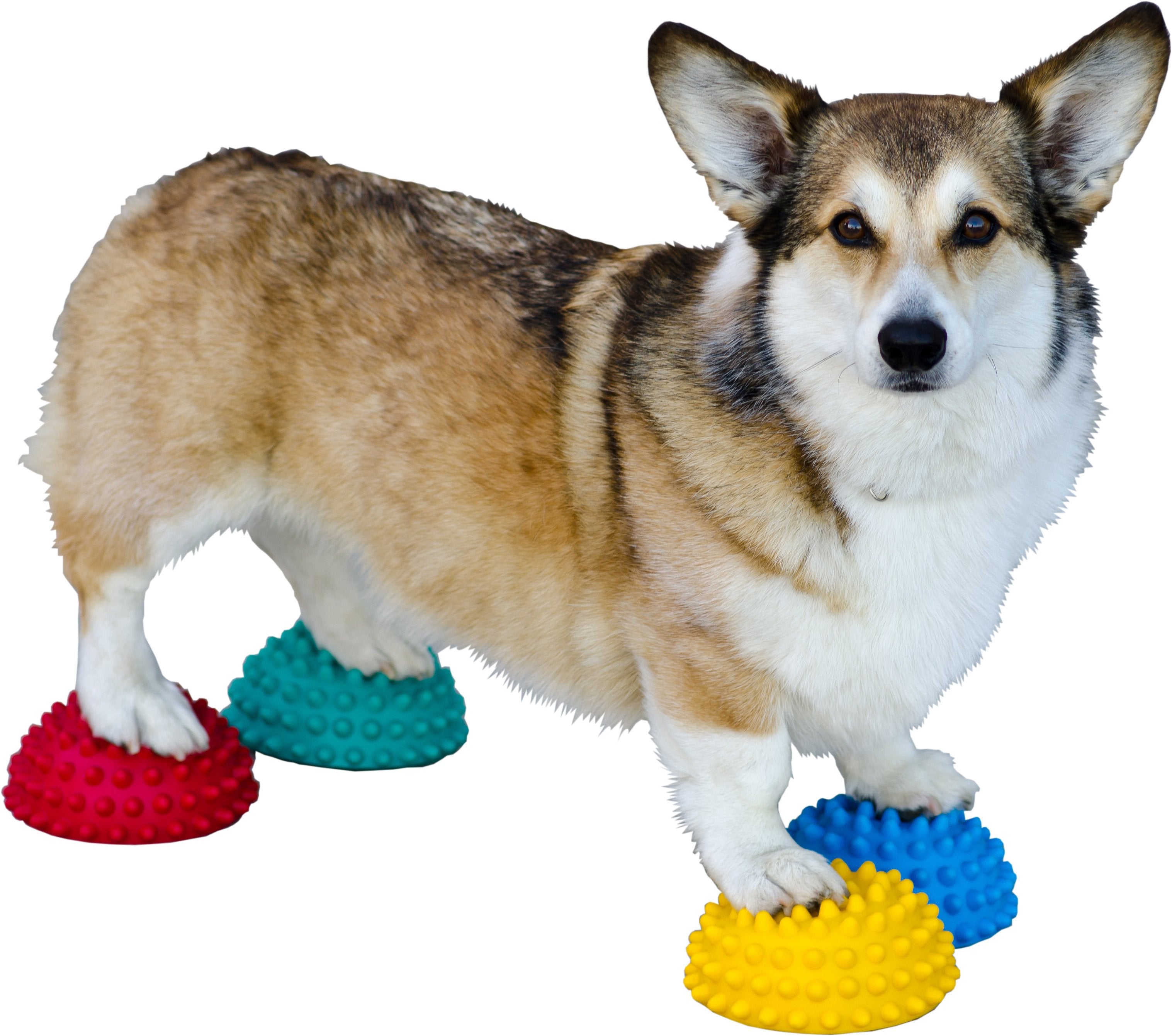 FitPAWS Balance Pad