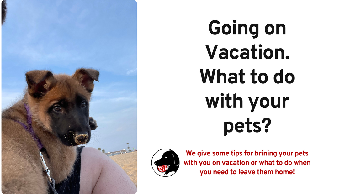 What to do with your pets when you go on Vacation?