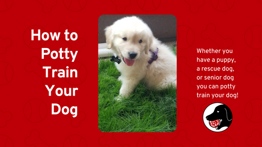 How to Potty Train your Dog!