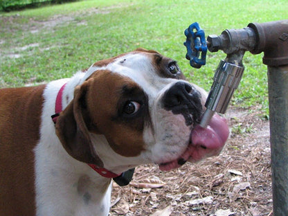 Cool Pup Faucet Dog Waterer