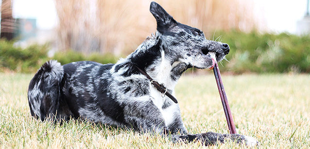 Fantastic Dog Chews 12 inch Bully Sticks