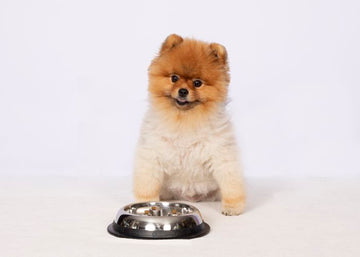 Brake-Fast Slow Feed Dog Food Bowl