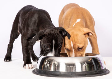 Brake-Fast Slow Feed Dog Food Bowl
