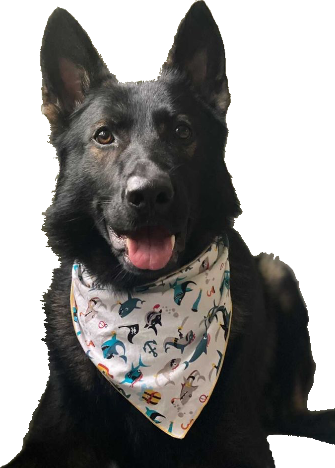 Pirate online dog bandana