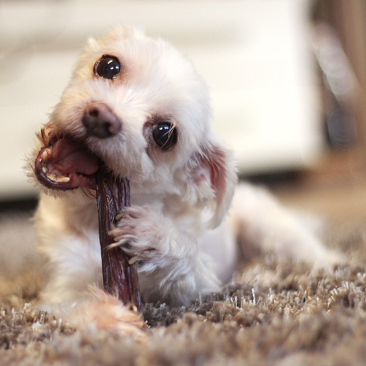 Fantastic Dog Chews Beef Gullet Sticks